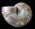 Repaired Inch Cleoniceras Ammonite (on ebay) #3480-1